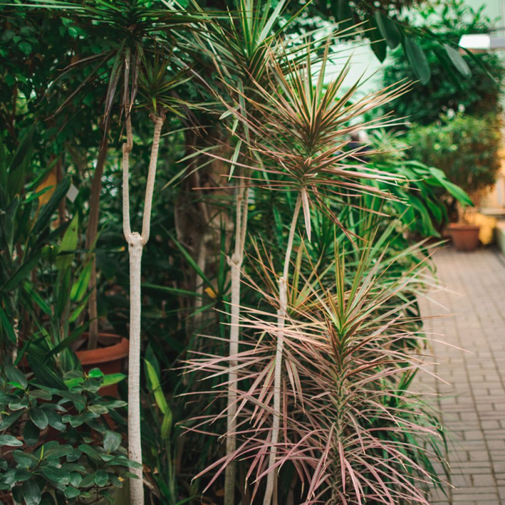 Sirotraakkipuu - Dracaena reflexa var. angustifolia