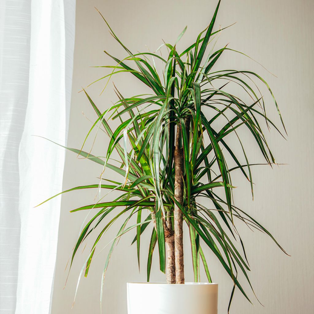 Sirotraakkipuu - Dracaena reflexa var. angustifolia