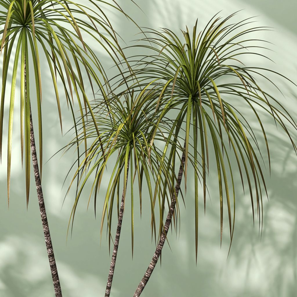 Sirotraakkipuu - Dracaena reflexa var. angustifolia