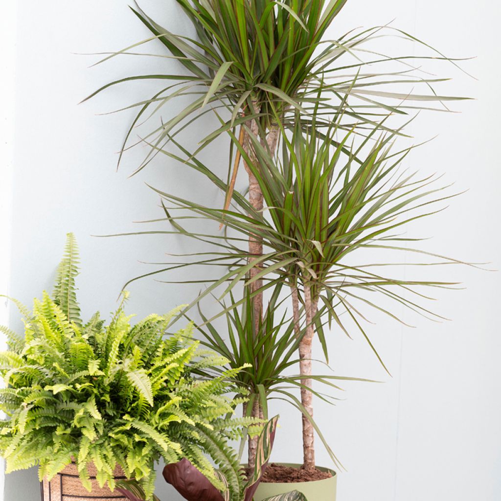Sirotraakkipuu - Dracaena reflexa var. angustifolia
