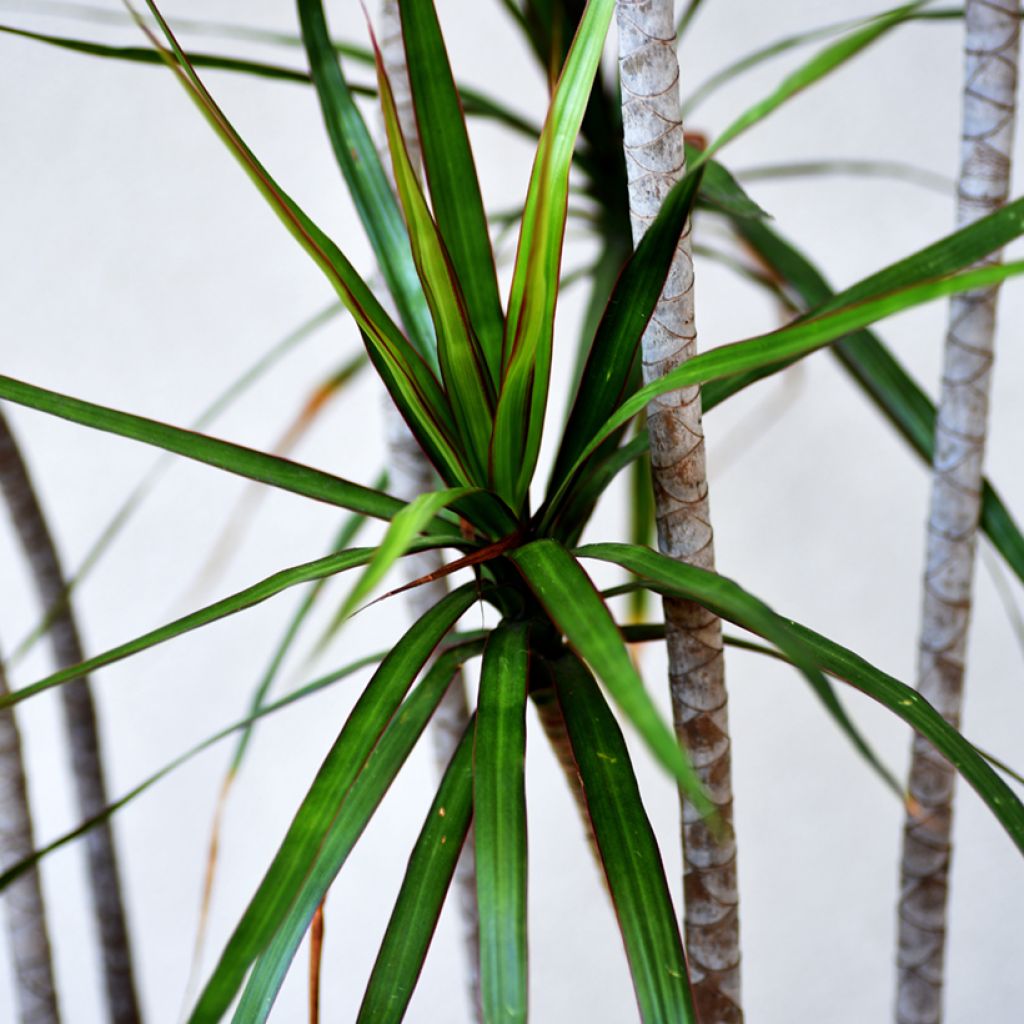 Sirotraakkipuu - Dracaena reflexa var. angustifolia