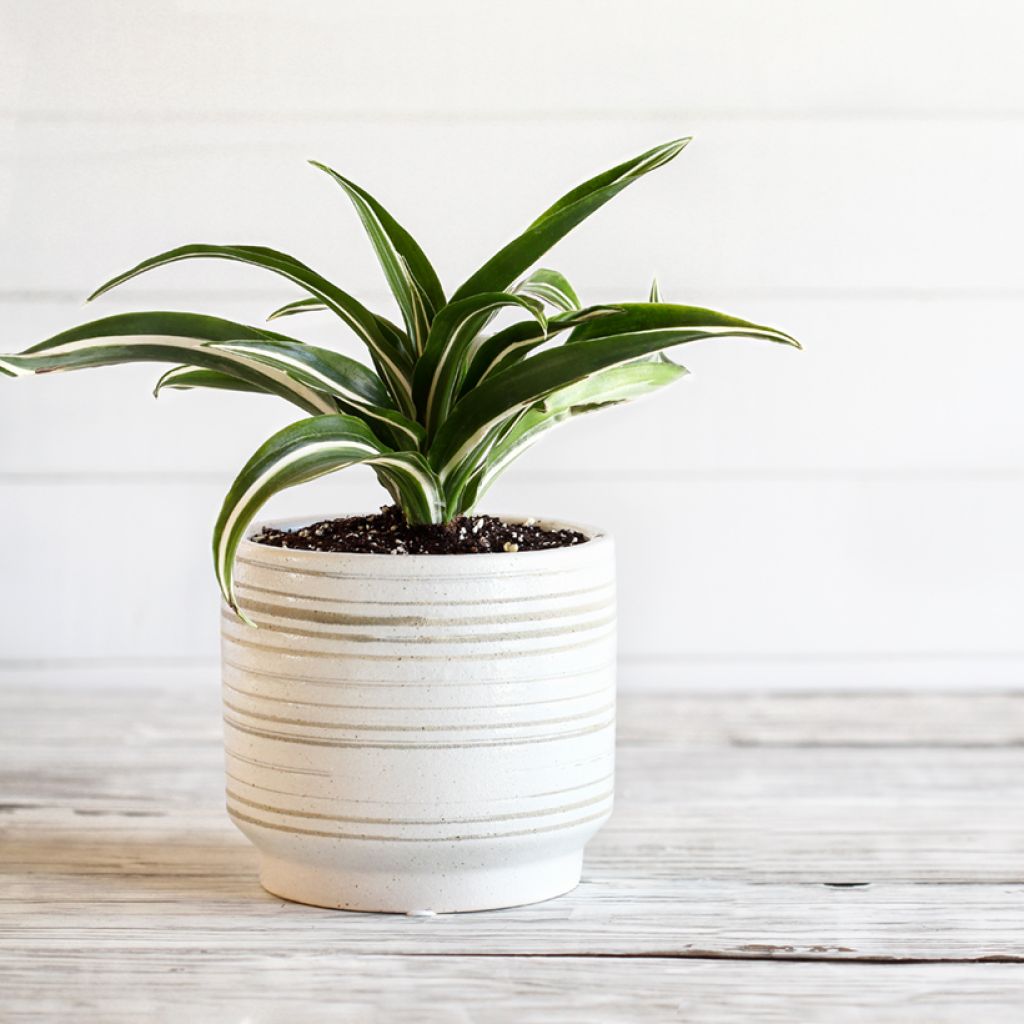 Tuoksutraakkipuu White Jewel