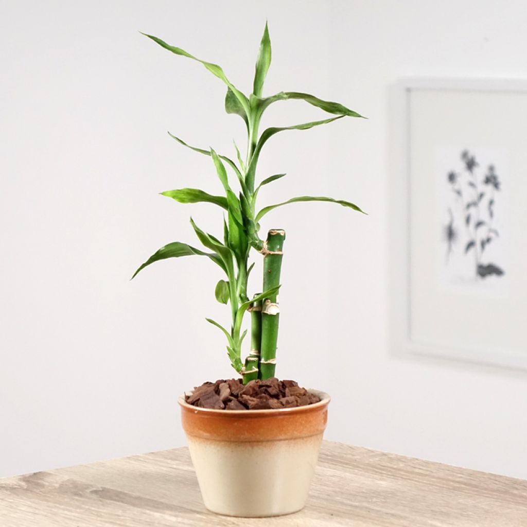 Ruokotraakkipuu - Dracaena sanderiana