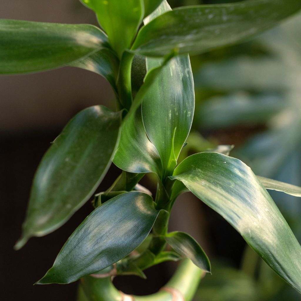Ruokotraakkipuu - Dracaena sanderiana
