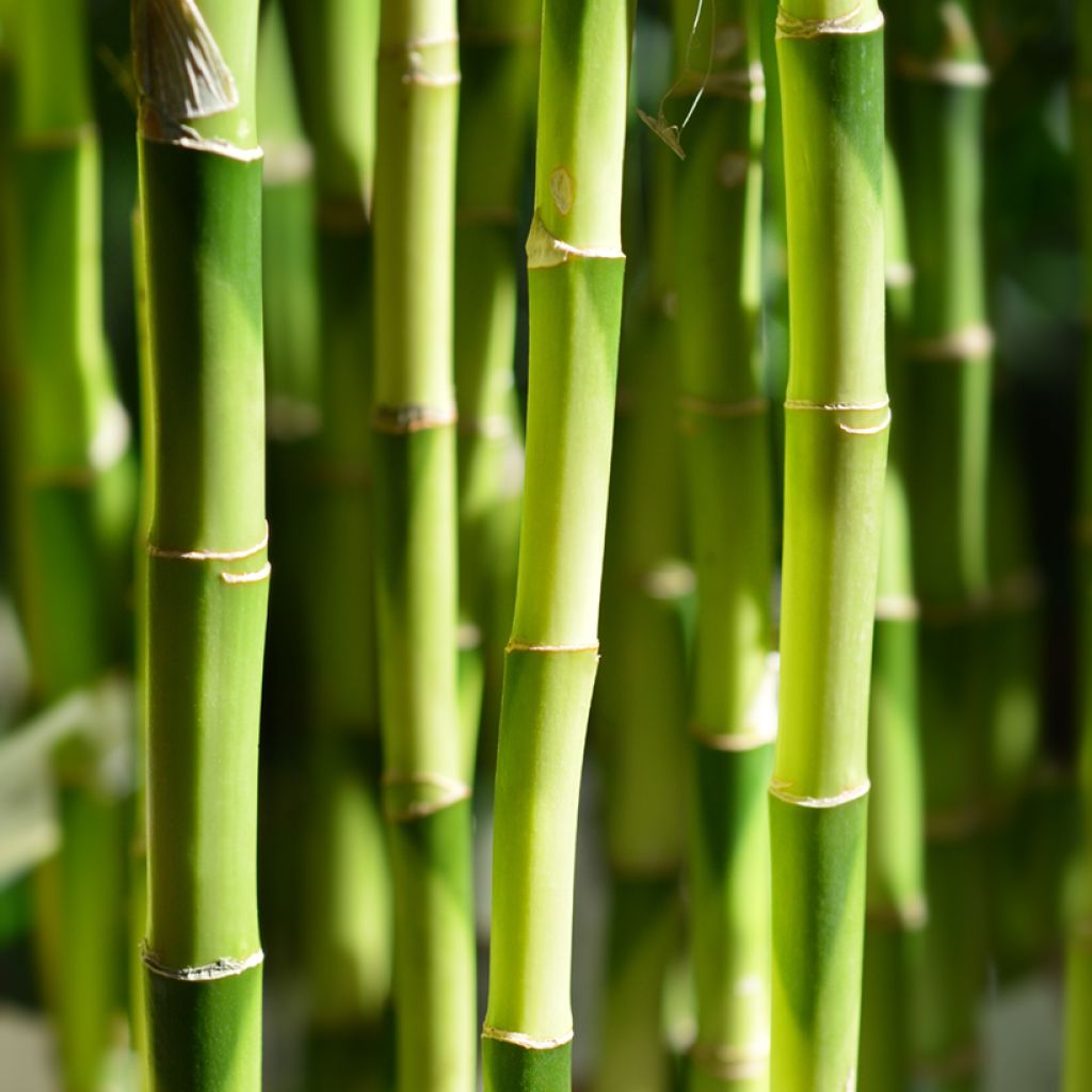 Ruokotraakkipuu - Dracaena sanderiana