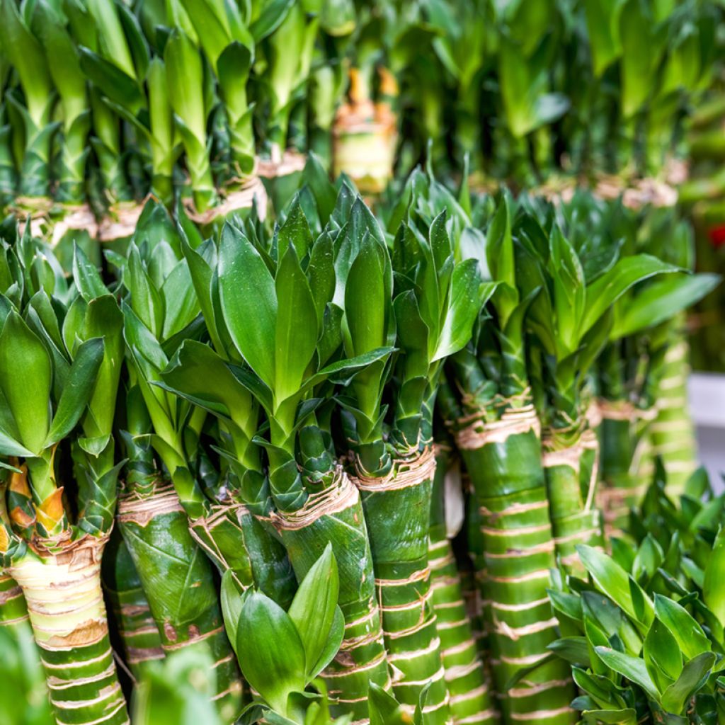 Ruokotraakkipuu - Dracaena sanderiana