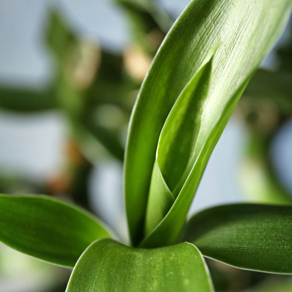 Ruokotraakkipuu - Dracaena sanderiana