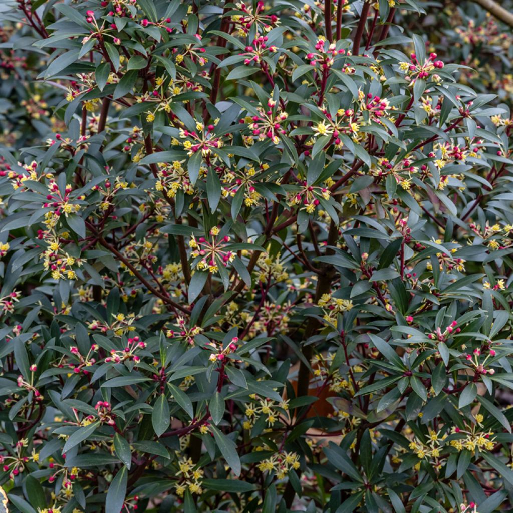 Drimys aromatica Red Spice