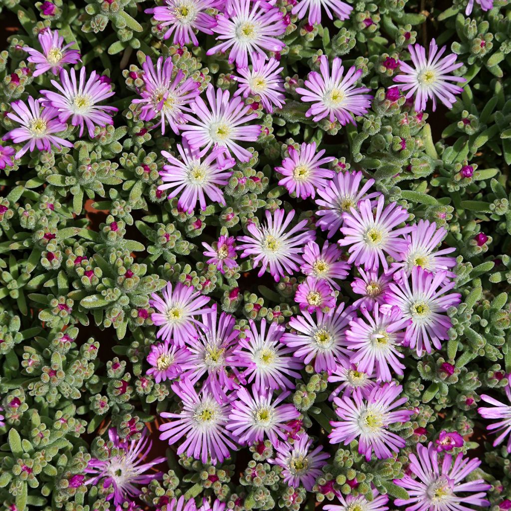 Karvajääruoho - Drosanthemum hispidum