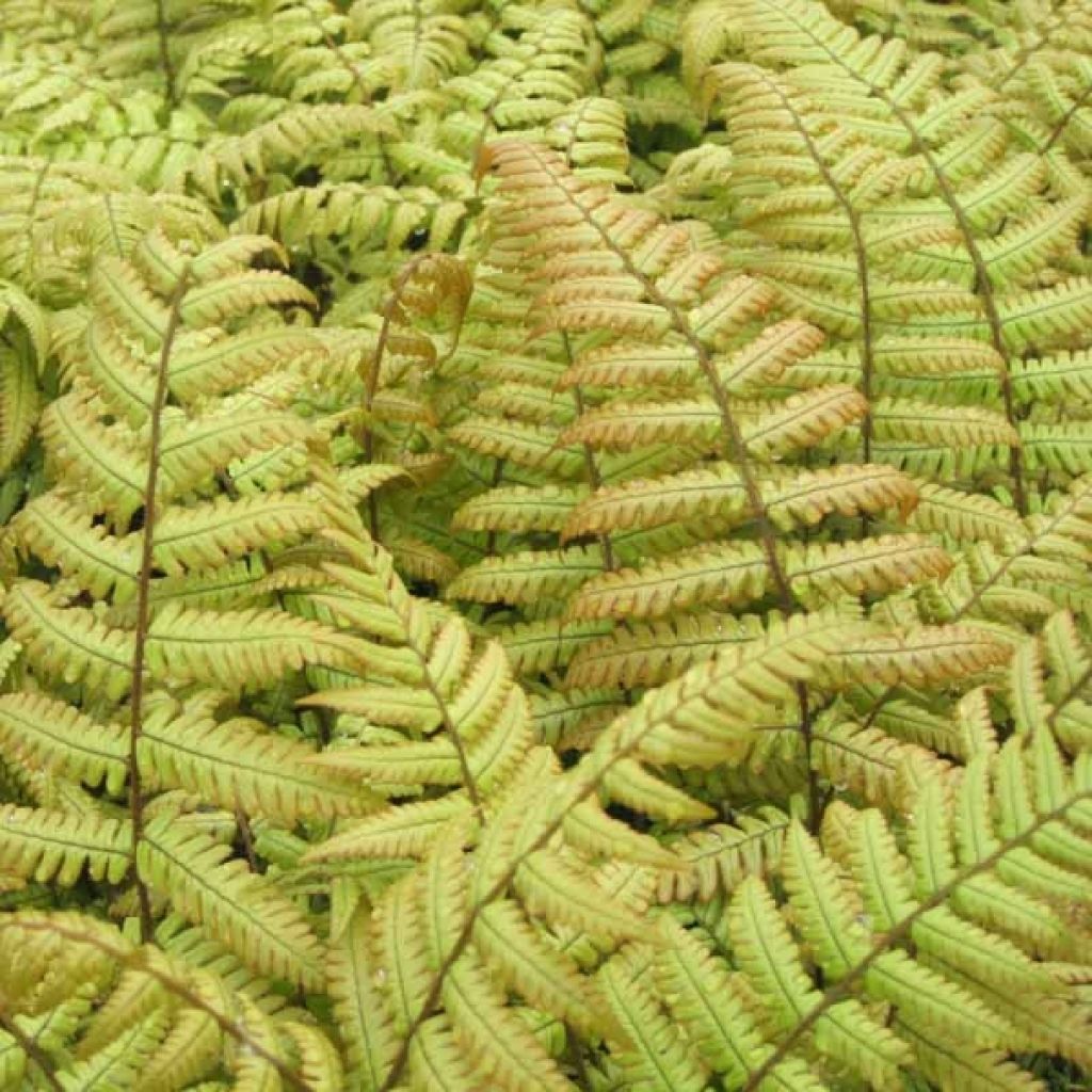Ruska-alvejuuri - Dryopteris erythrosora