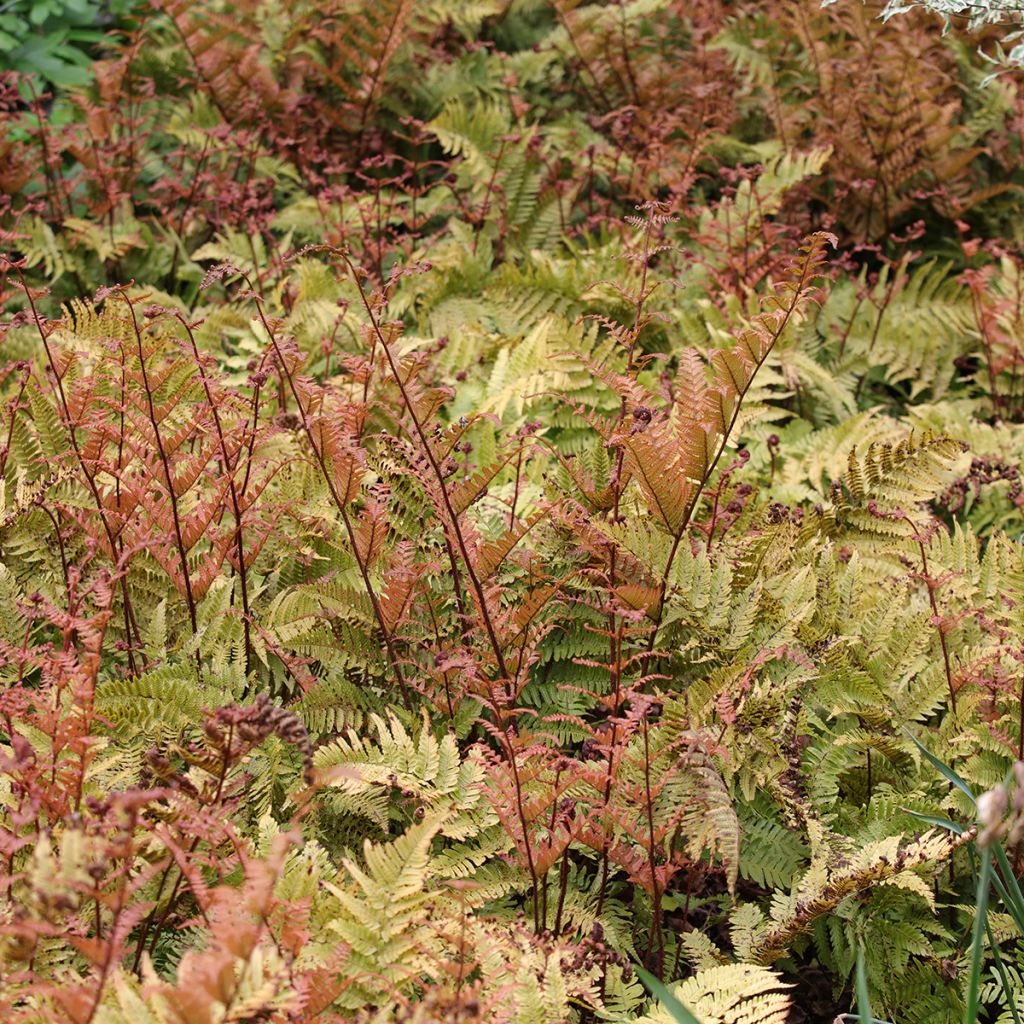 Ruska-alvejuuri - Dryopteris erythrosora