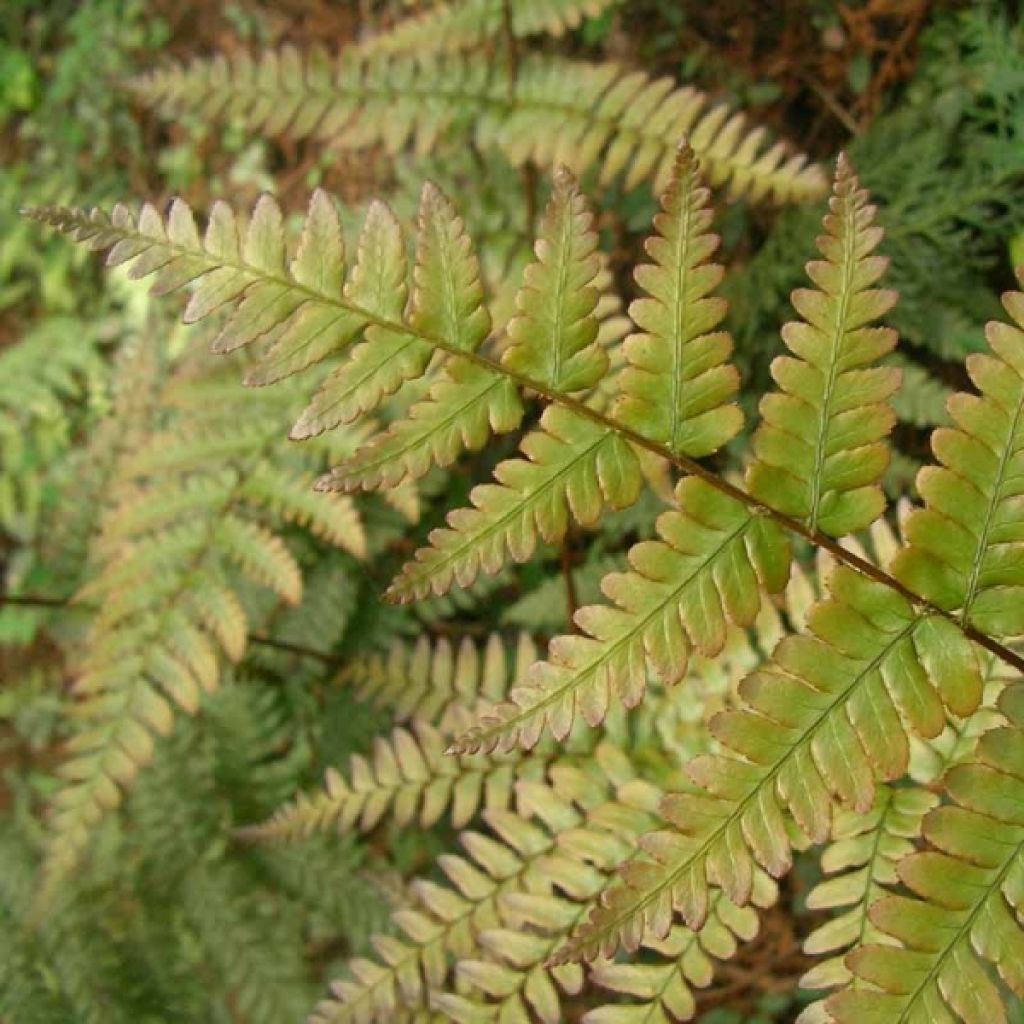 Ruska-alvejuuri - Dryopteris erythrosora