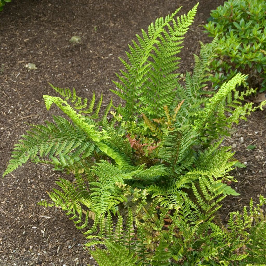 Ruska-alvejuuri Prolifica