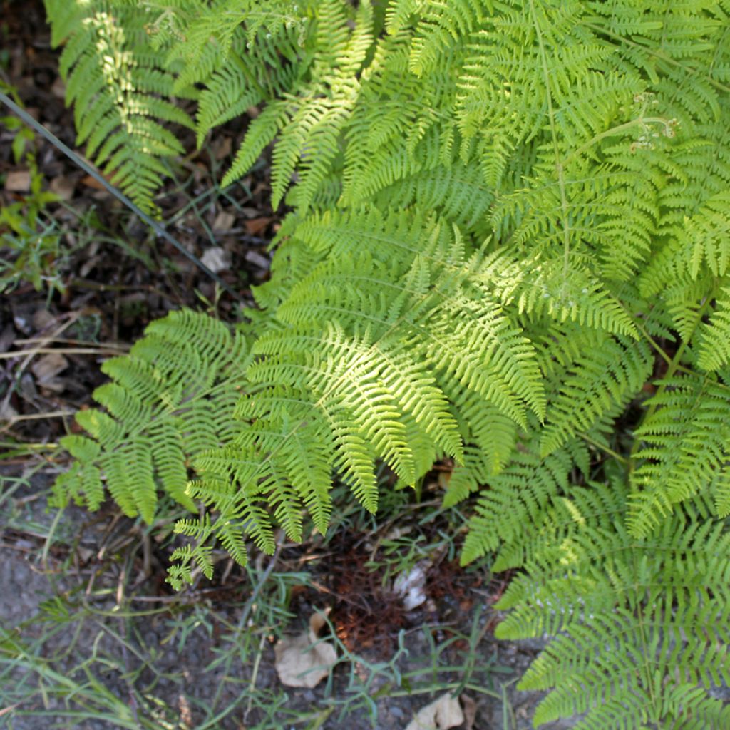 Kivikkoalvejuuri - Dryopteris filix-mas