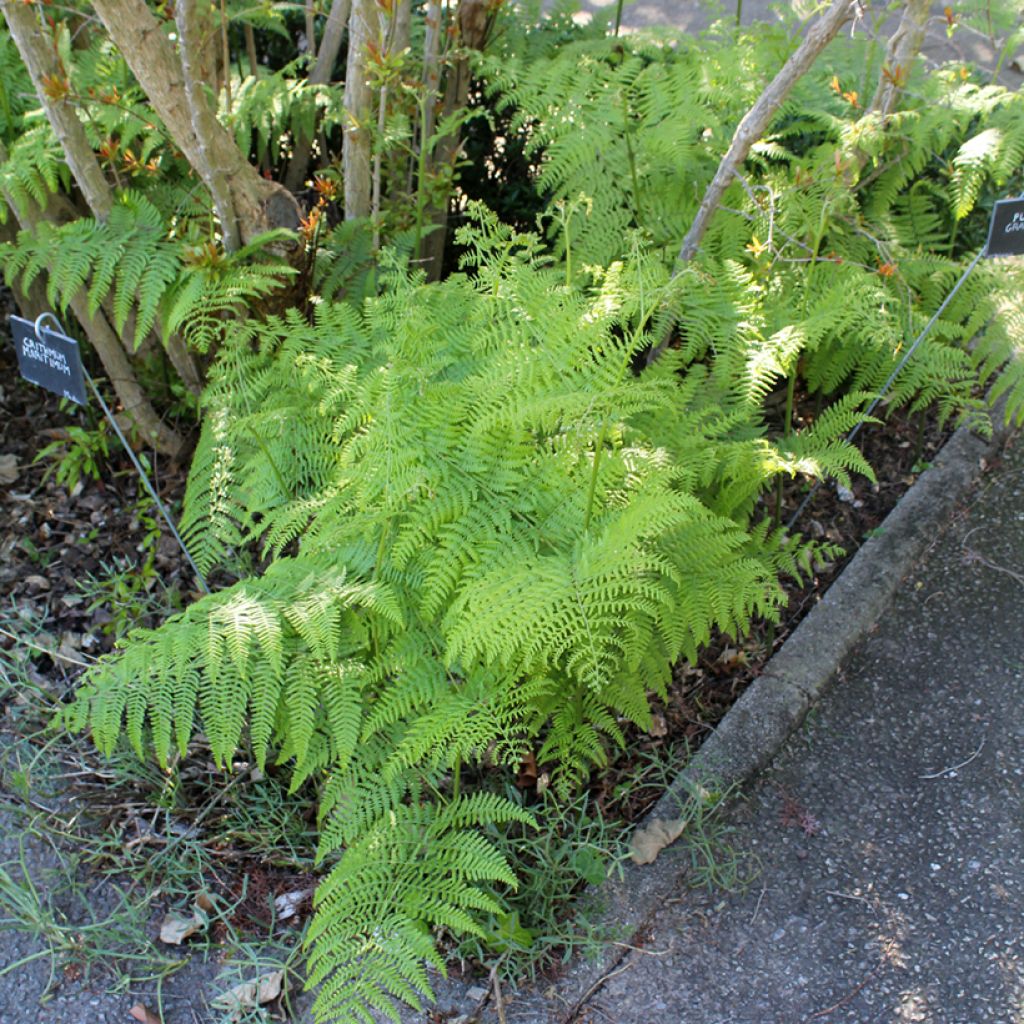Kivikkoalvejuuri - Dryopteris filix-mas