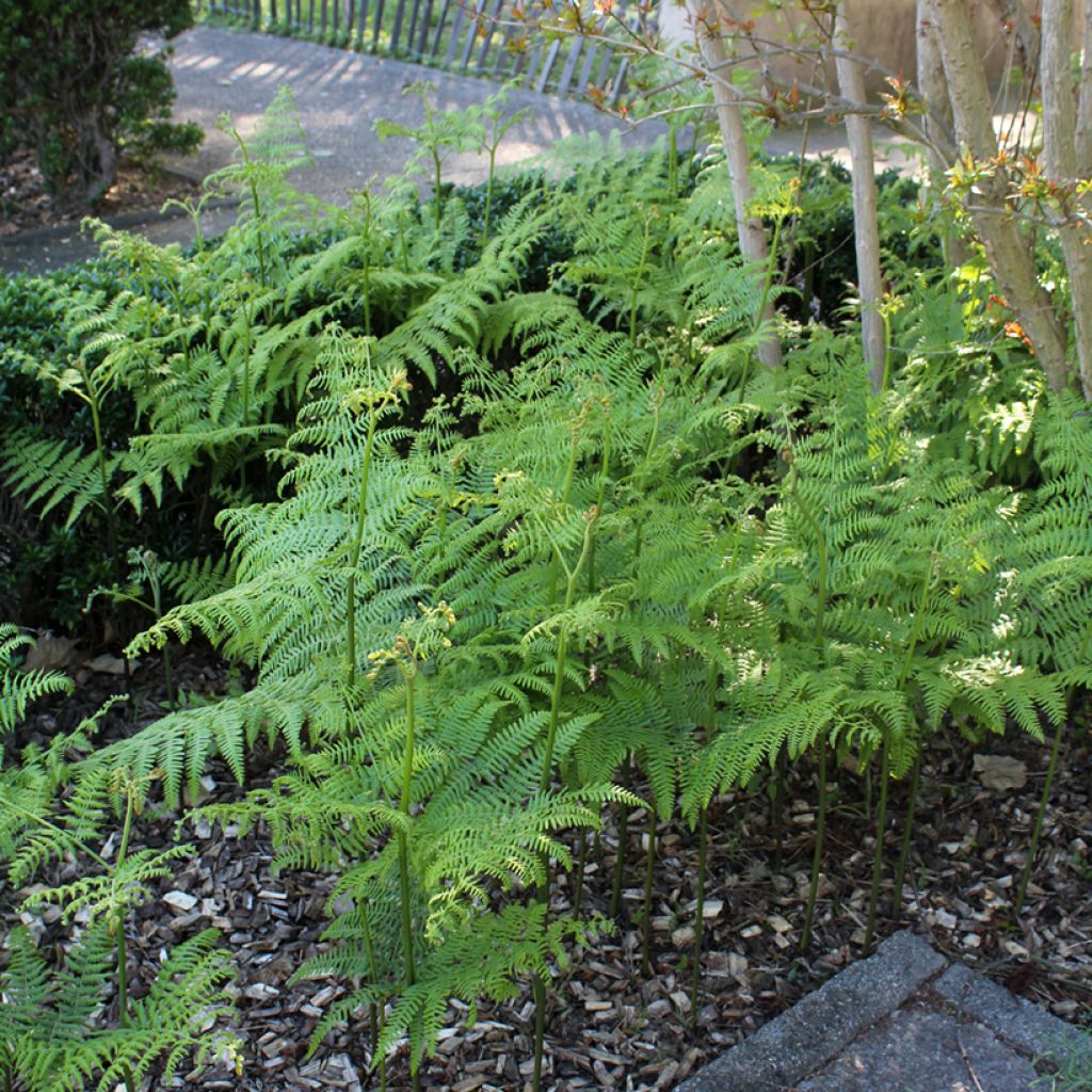 Kivikkoalvejuuri - Dryopteris filix-mas