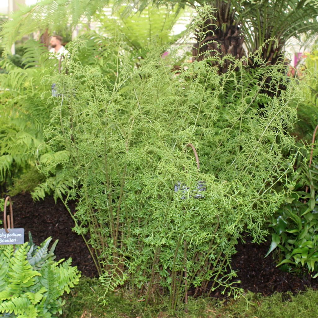 Kivikkoalvejuuri Linearis Polydactyla