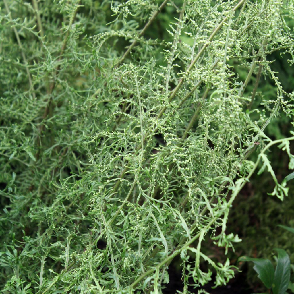 Kivikkoalvejuuri Linearis Polydactyla