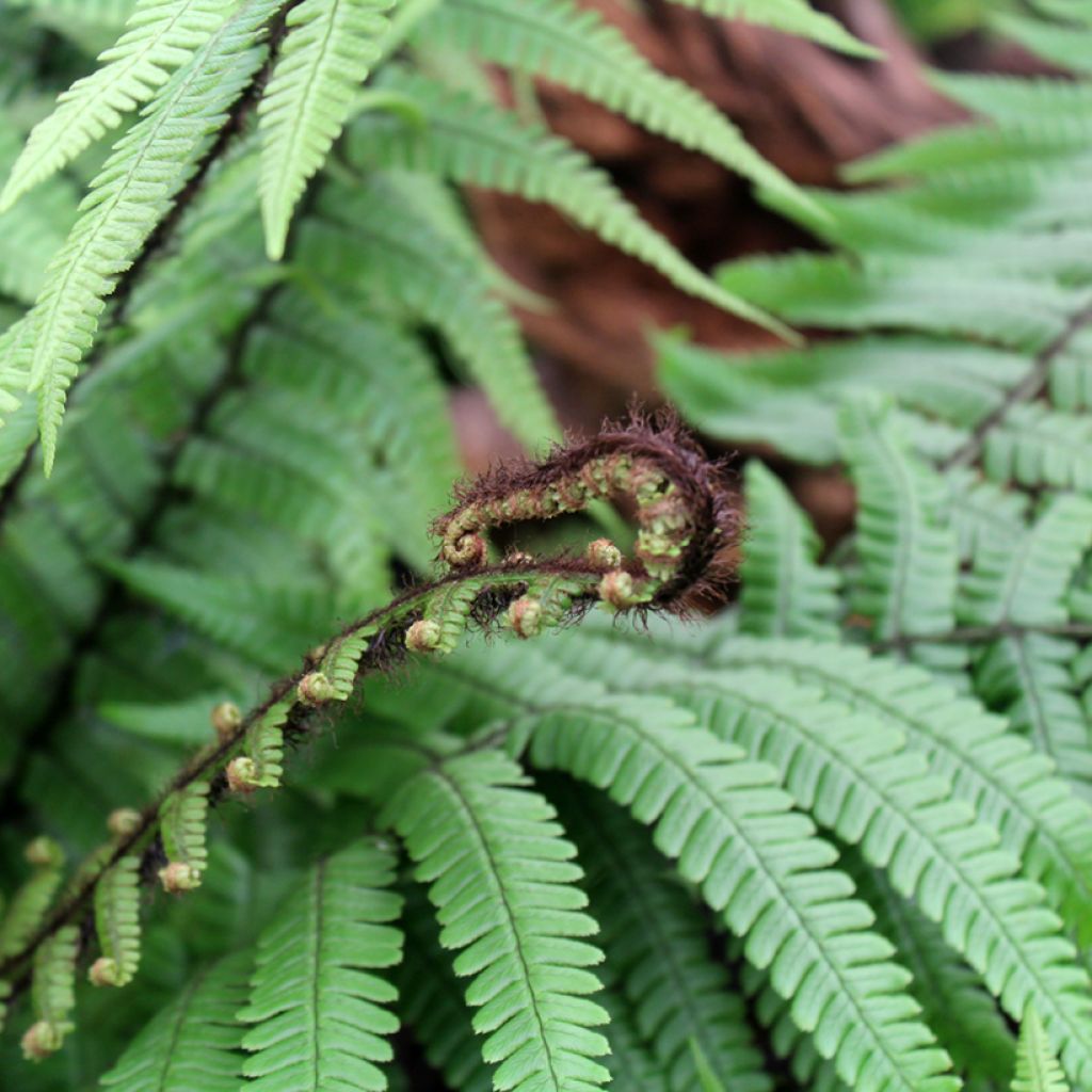 Alvejuure - Dryopteris wallichiana