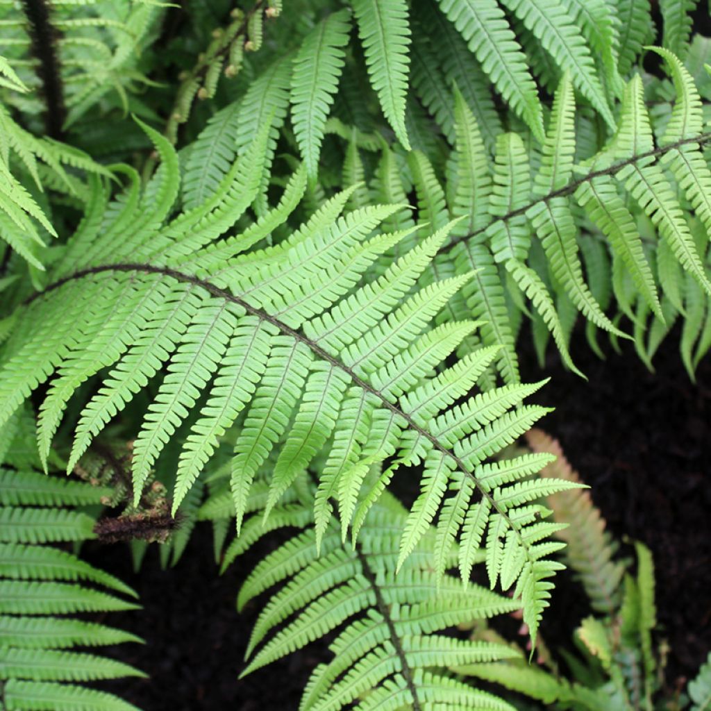Alvejuure - Dryopteris wallichiana
