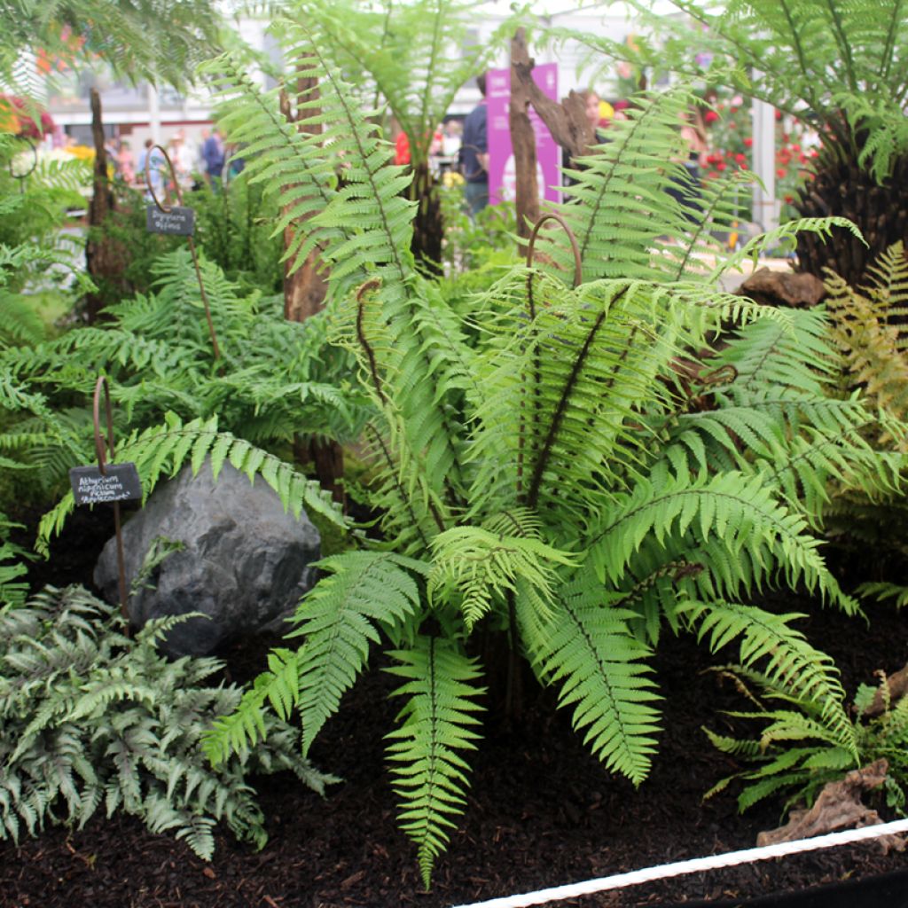 Alvejuure - Dryopteris wallichiana