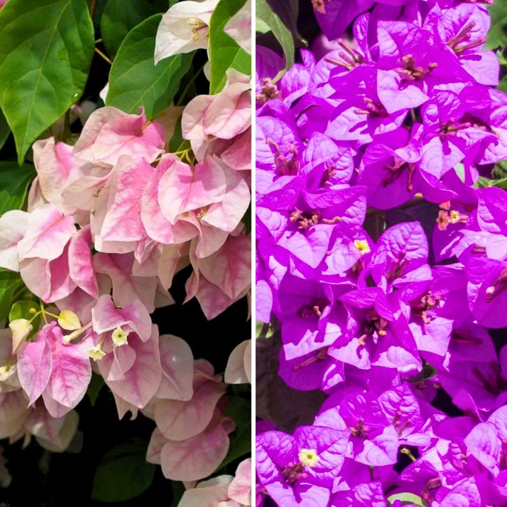 Bougainvilleaduo