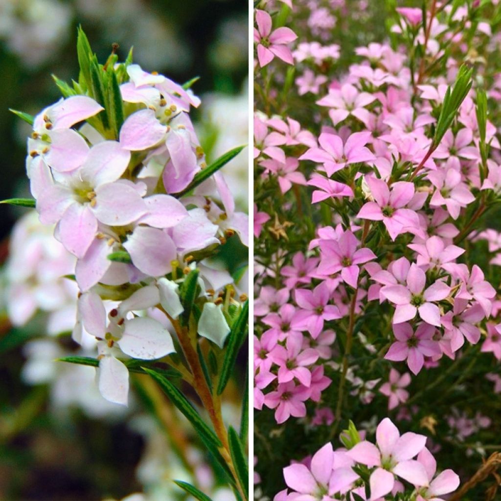 Diosma-duo