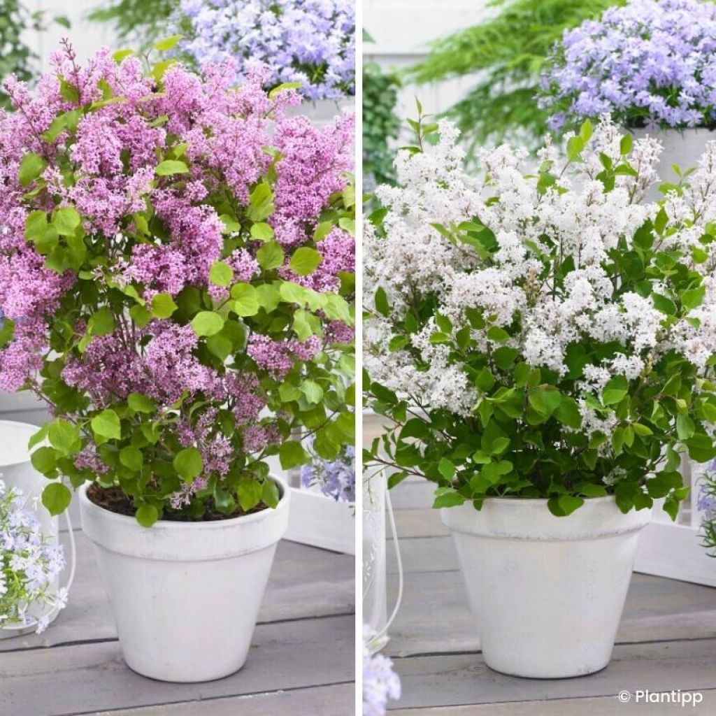 Kääpiösyreeniduo 'Flowerfesta White' ja 'Flowerfesta Pink'