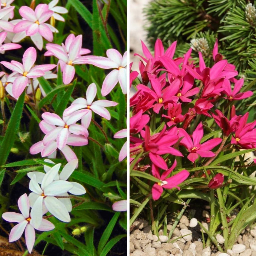 Rhodohypoxis-duo