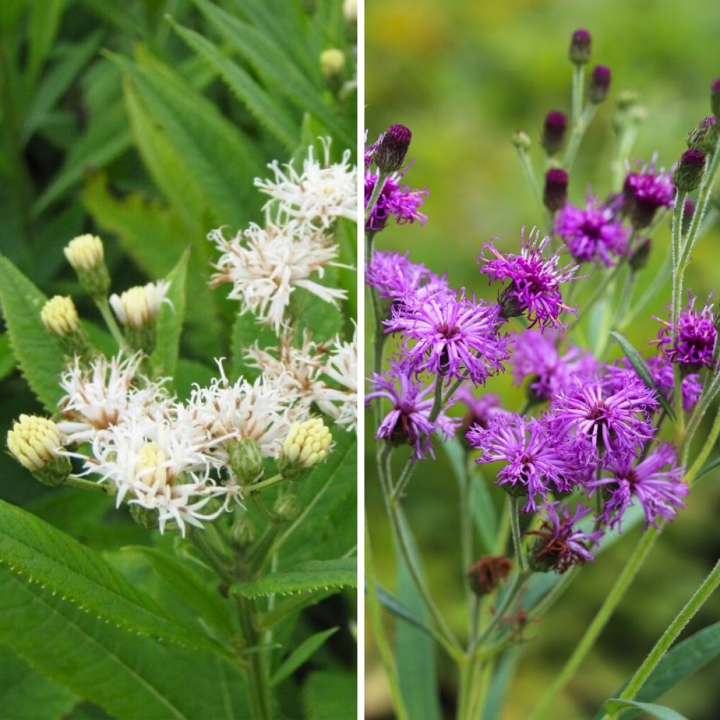 Vernonia-duo