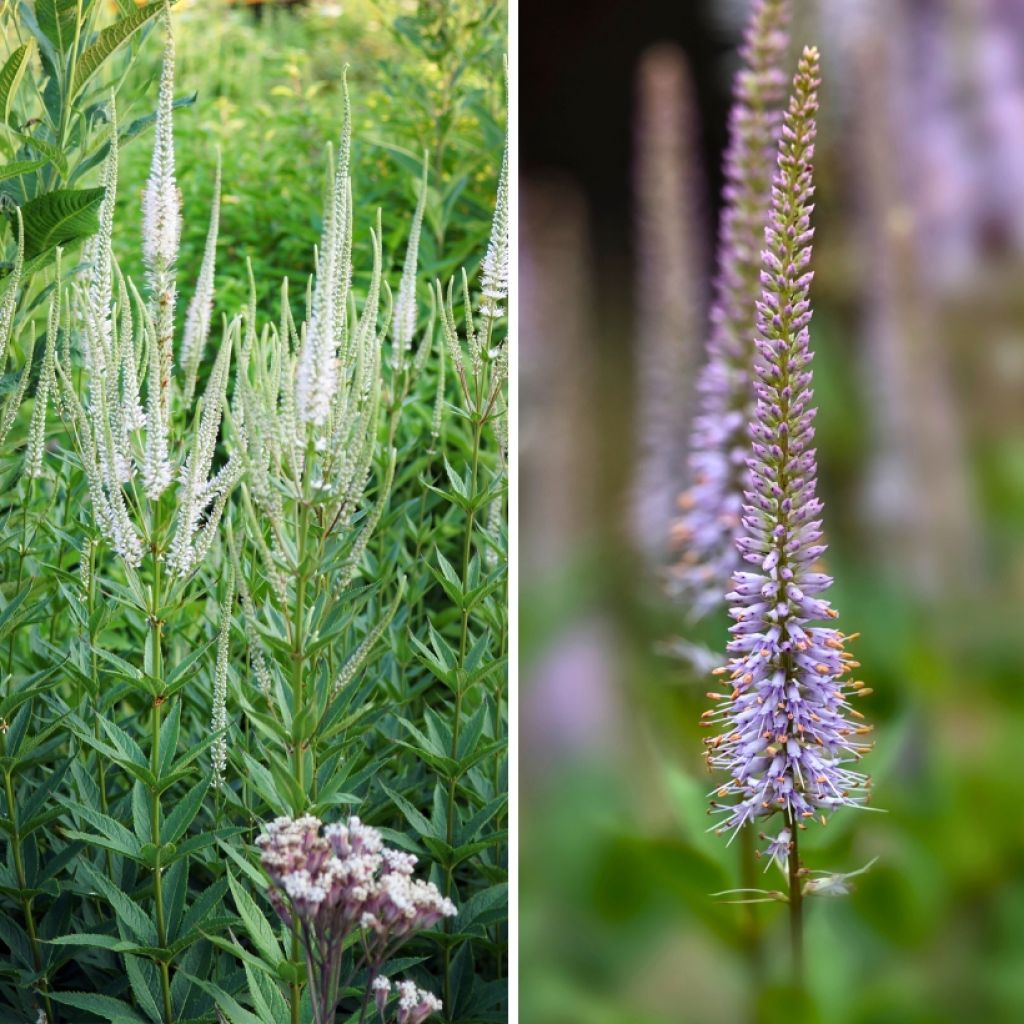 Neidonkynttiläduo 'Album' ja 'Fascination'