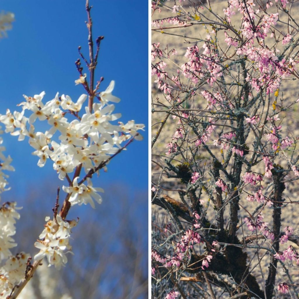 Onnenpensasduo, valkoinen ja pinkki