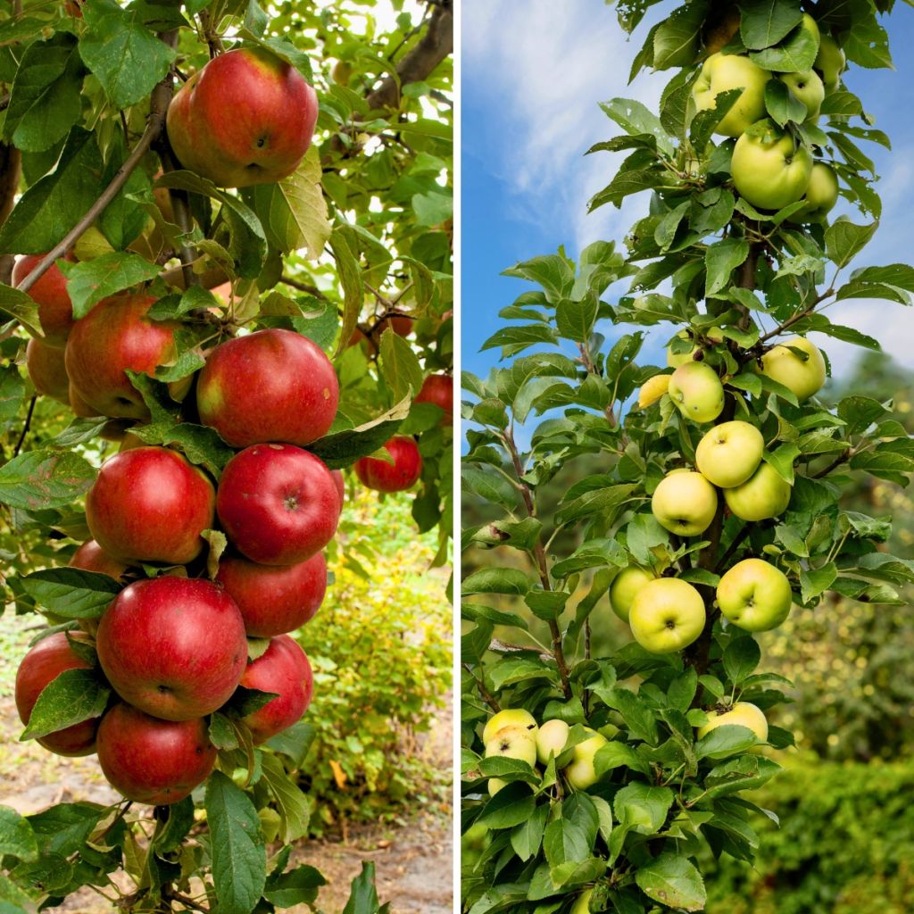 Pilariomenapuuduo 'Polka' ja 'Bolero'