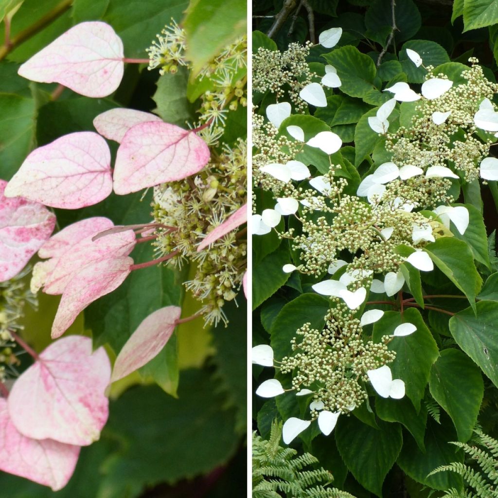 Schizophragma-duo