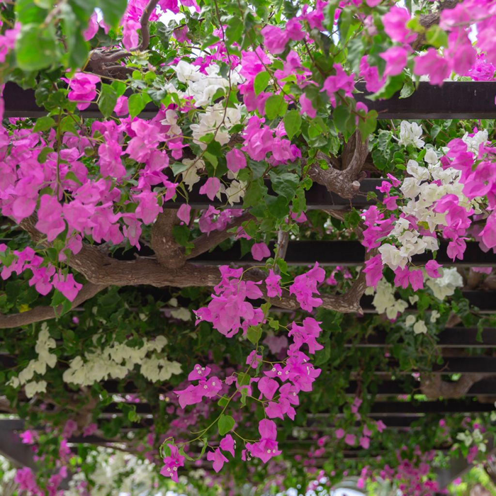 Bougainvilleaduo