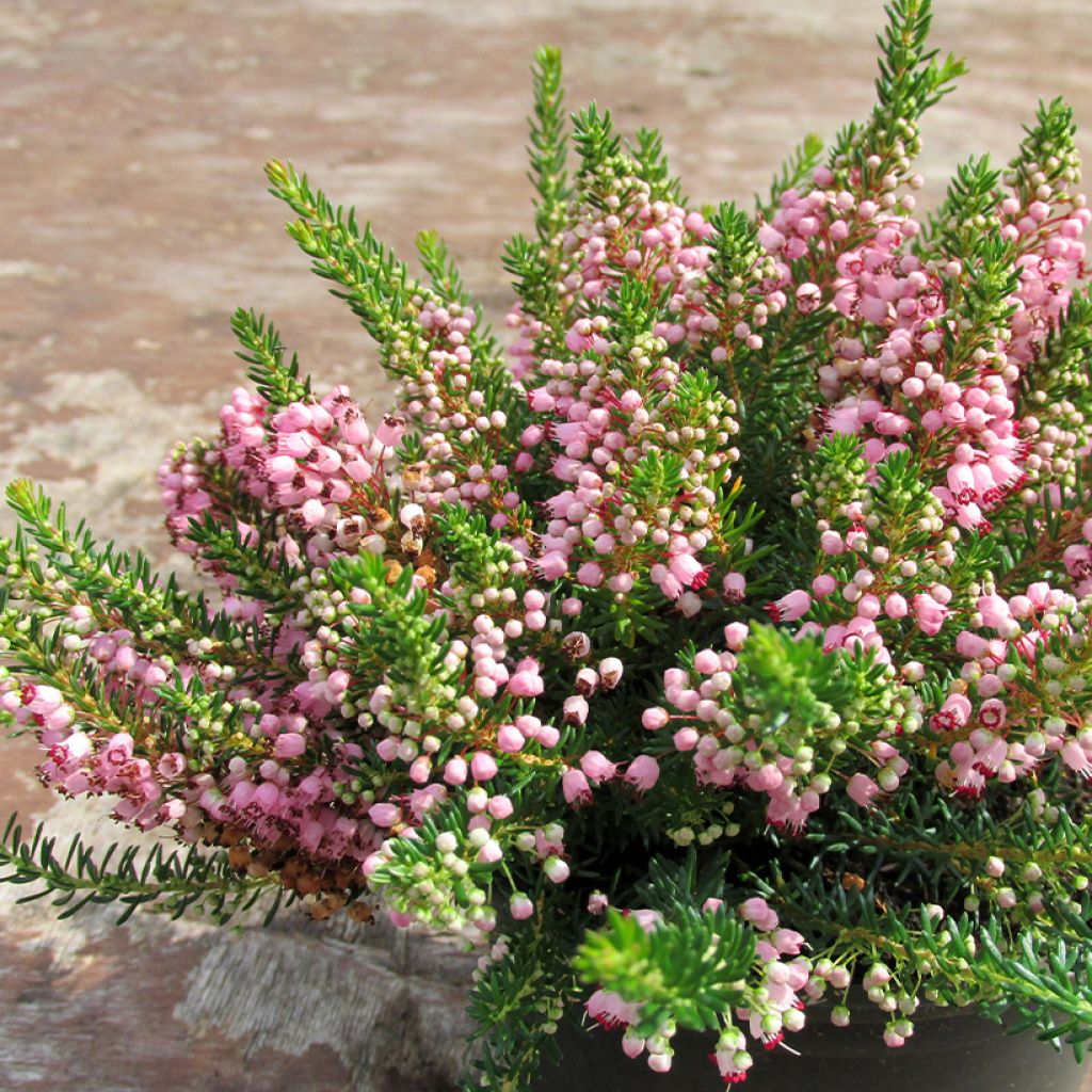 Ranskankellokanerva Pyrenees Pink