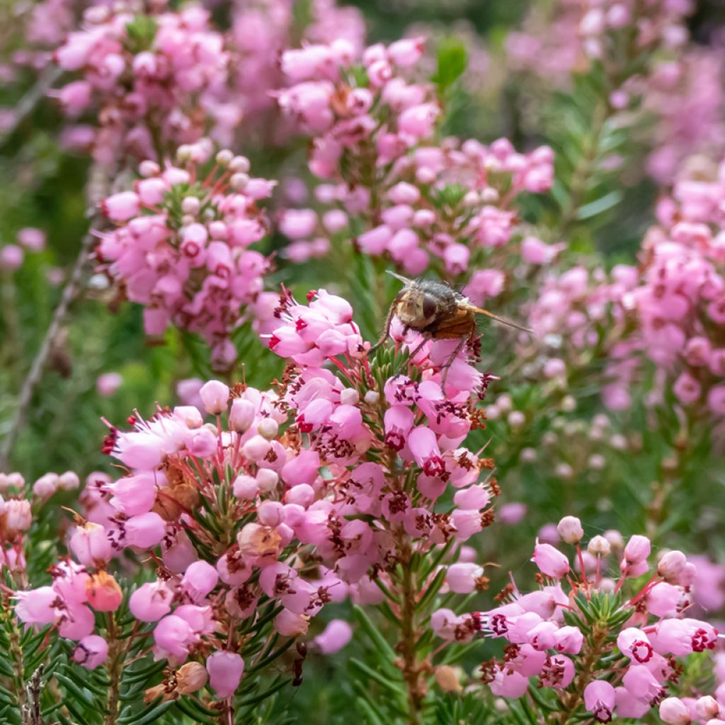 Ranskankellokanerva Pyrenees Pink