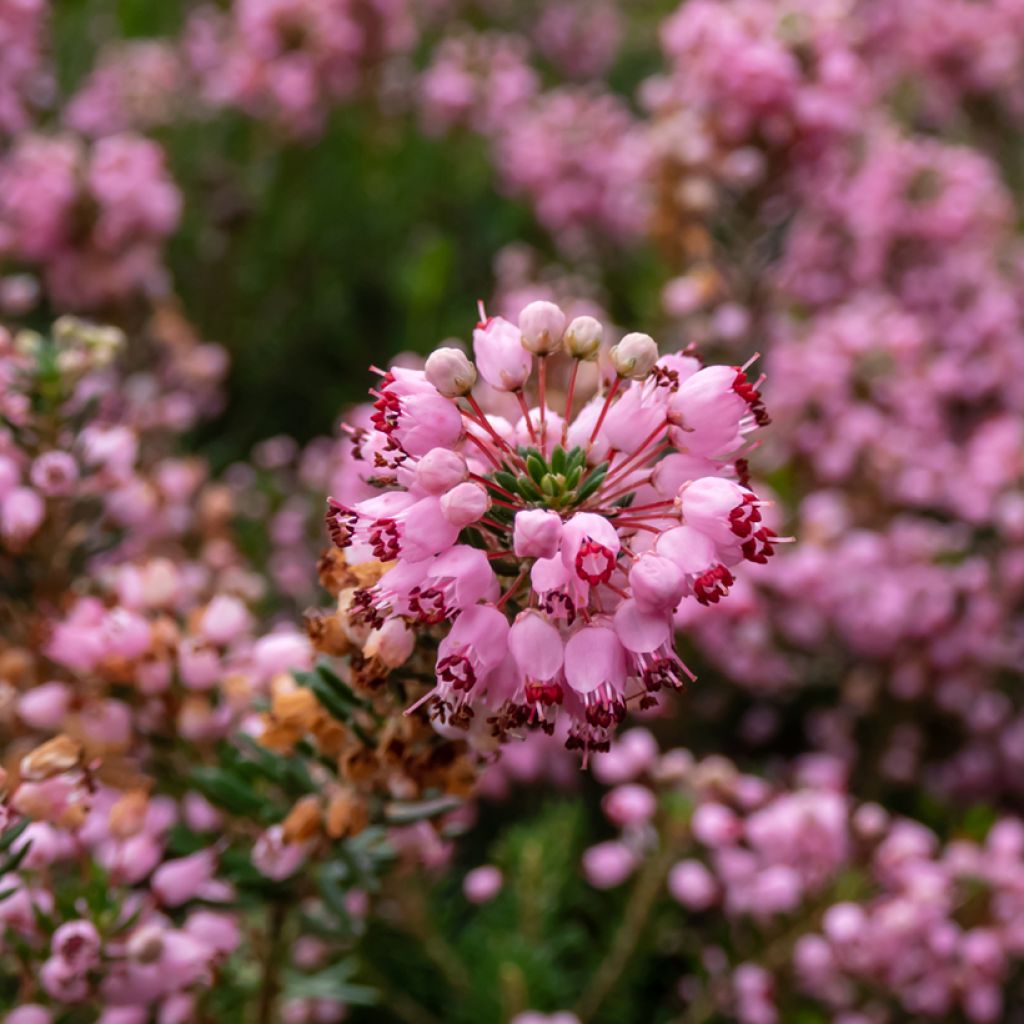Ranskankellokanerva Pyrenees Pink