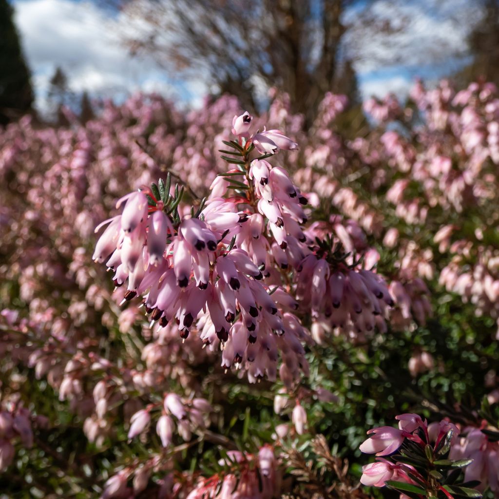 Lumikellokanerva Pink Spangles