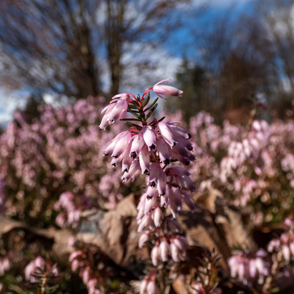 Lumikellokanerva Pink Spangles