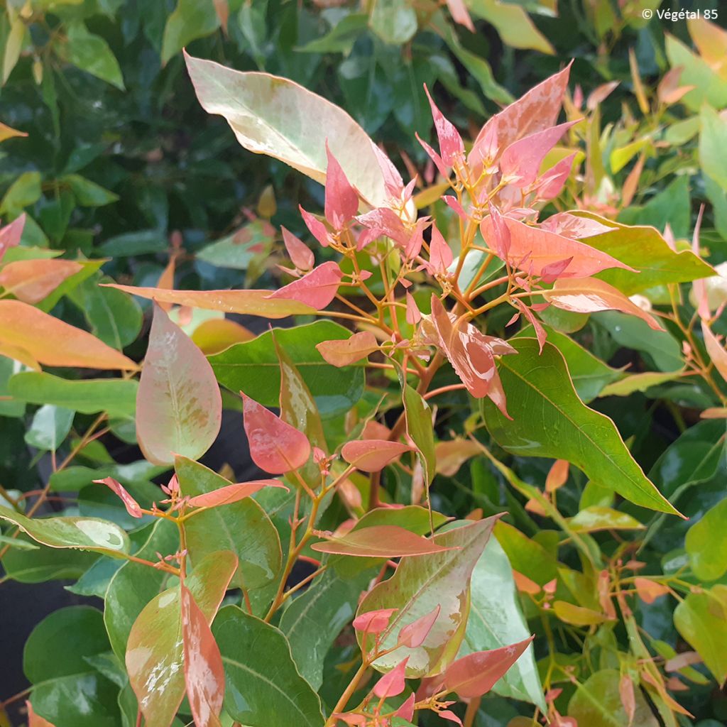 Hopeaeukalyptus Kaduri-KKL