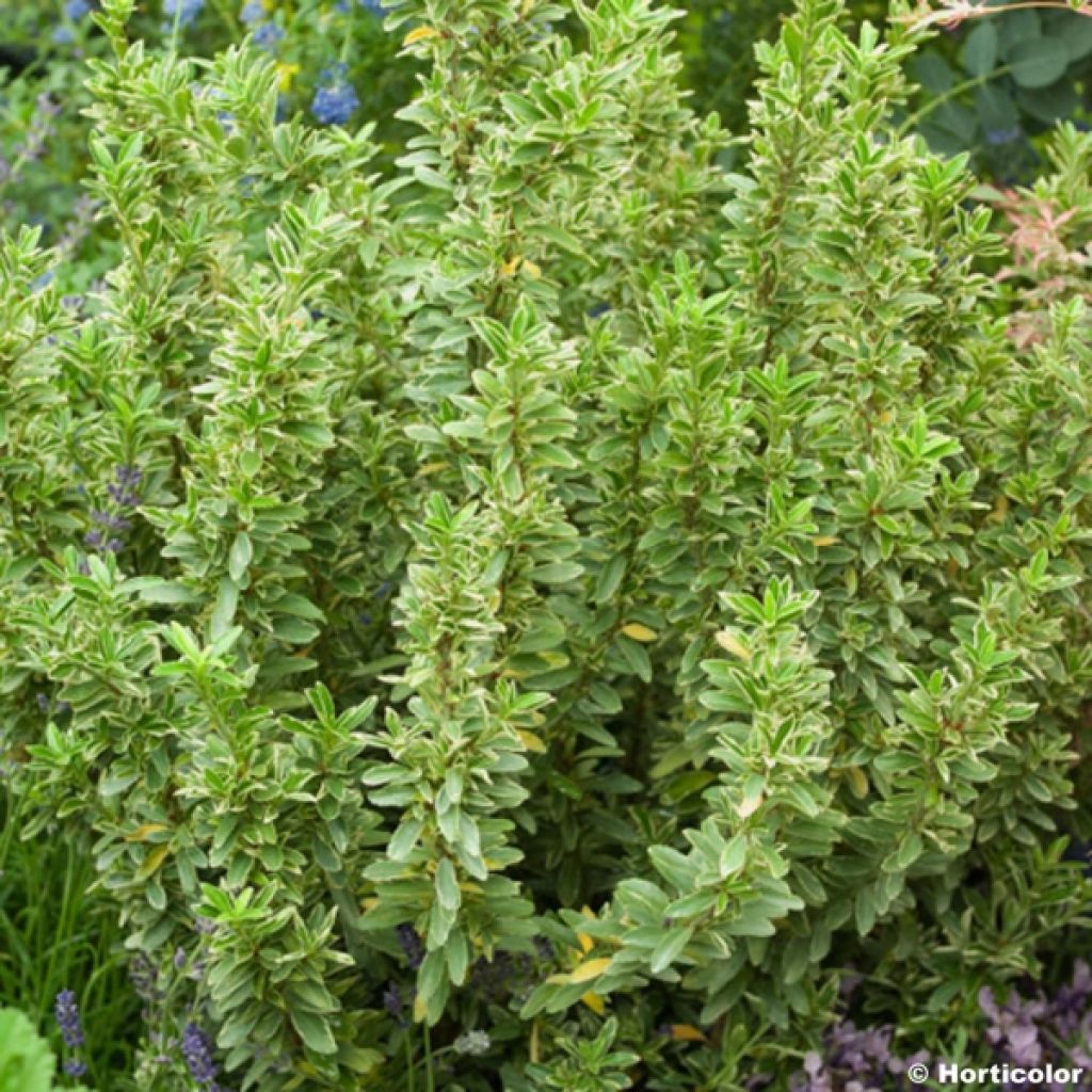 Laakerisorvarinpensas Microphyllus Albovariegatus