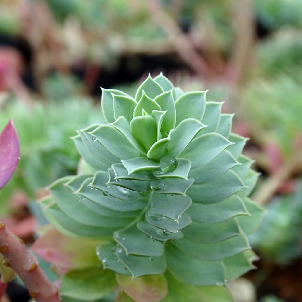 Rentotyräkki - Euphorbia myrsinites