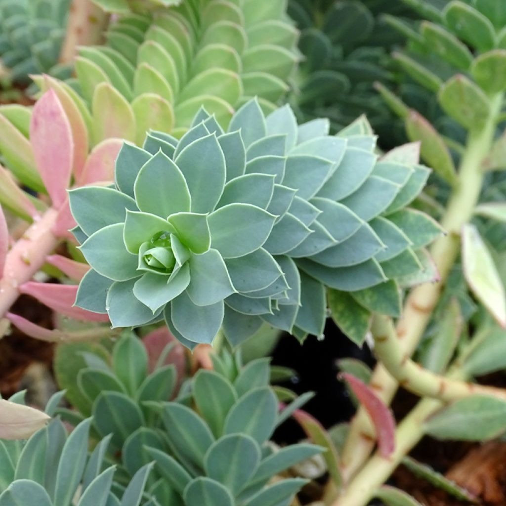 Rentotyräkki - Euphorbia myrsinites