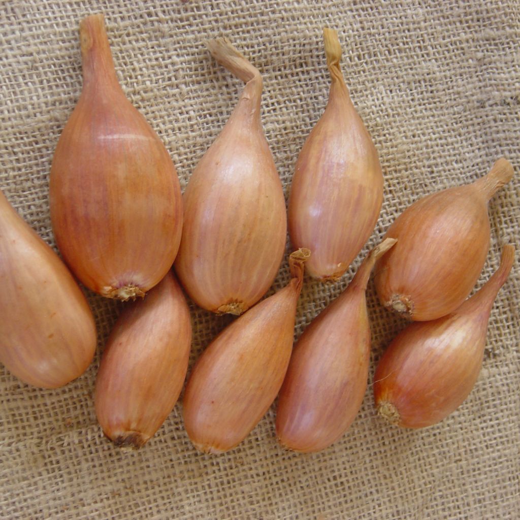 Salottisipuli Jermor taimena