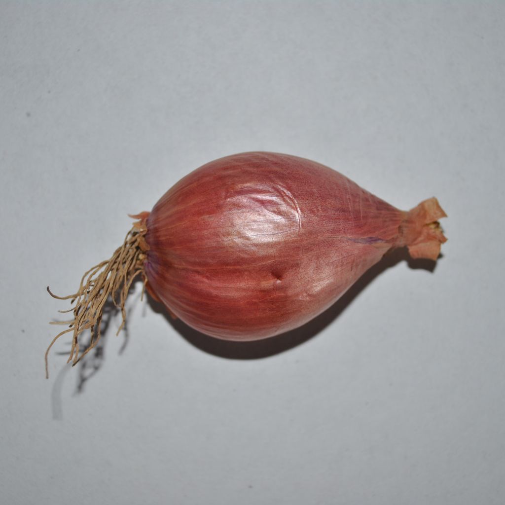 Salottisipuli Mikor taimena