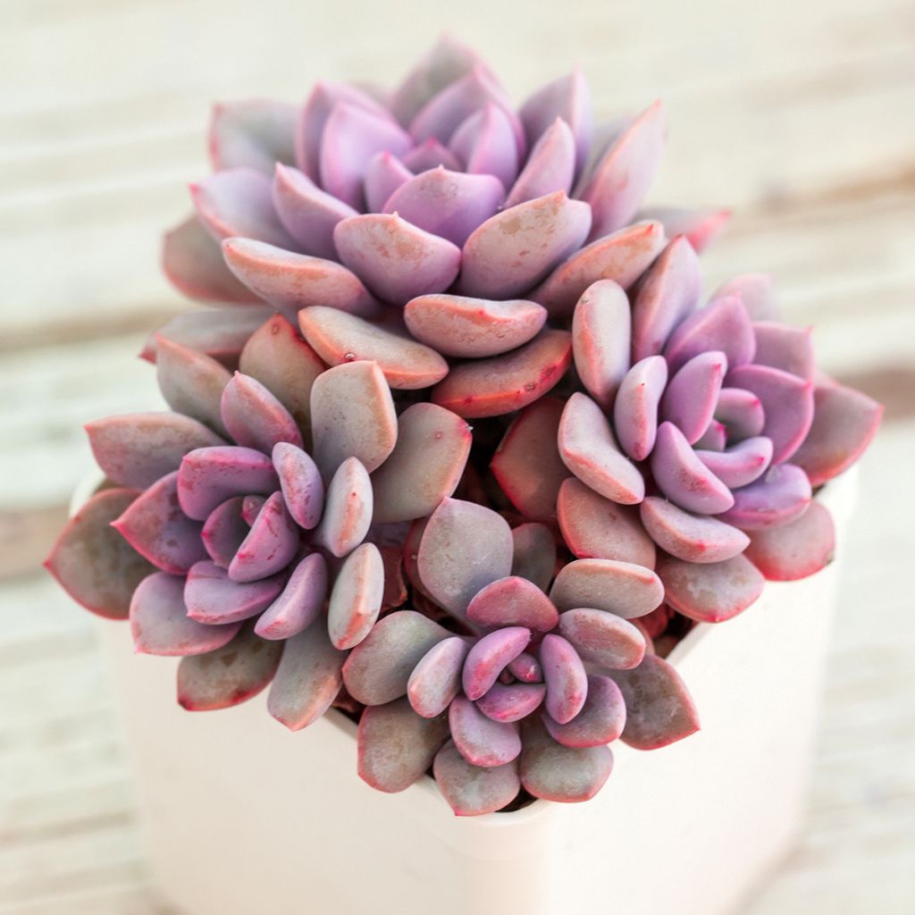 X Graptoveria graptopetalum amethystinum × echeveria Debbie