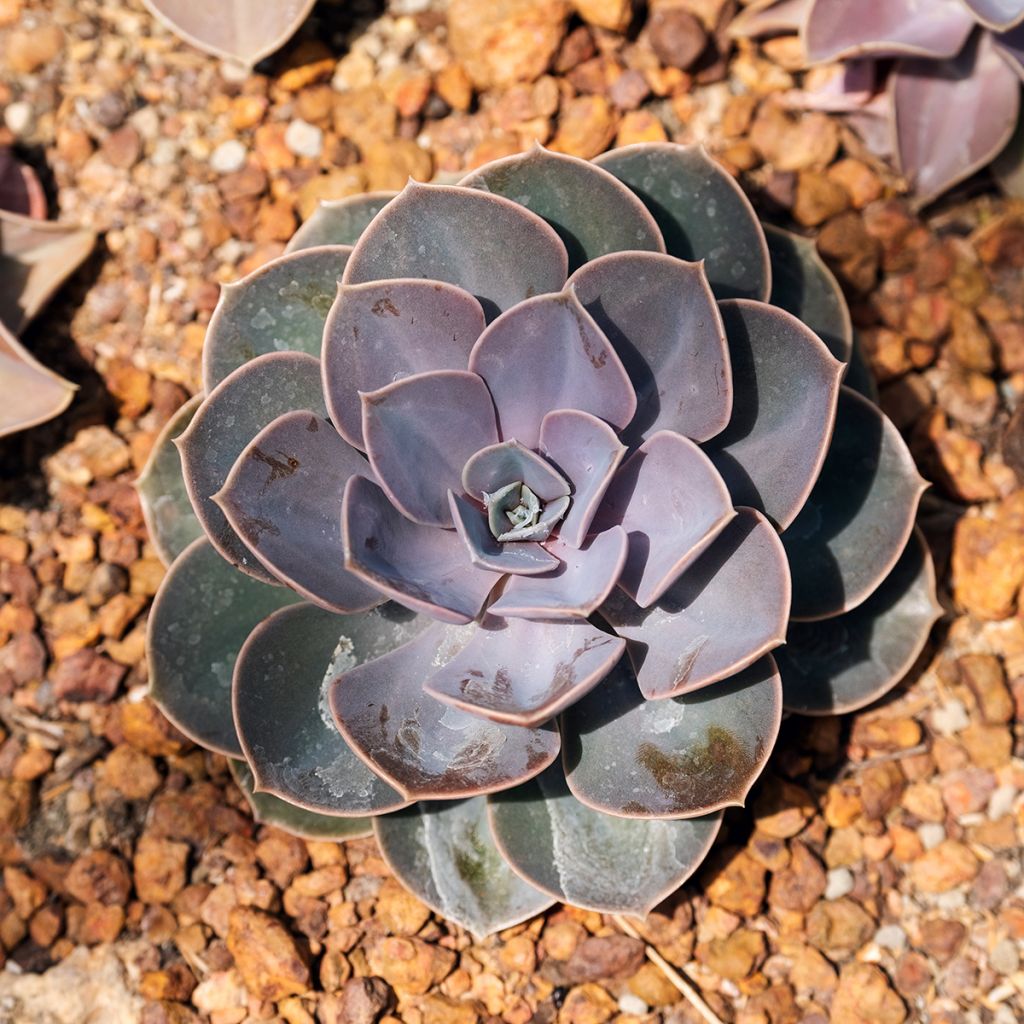 Mehiruusukkee Perle Von Nürnberg