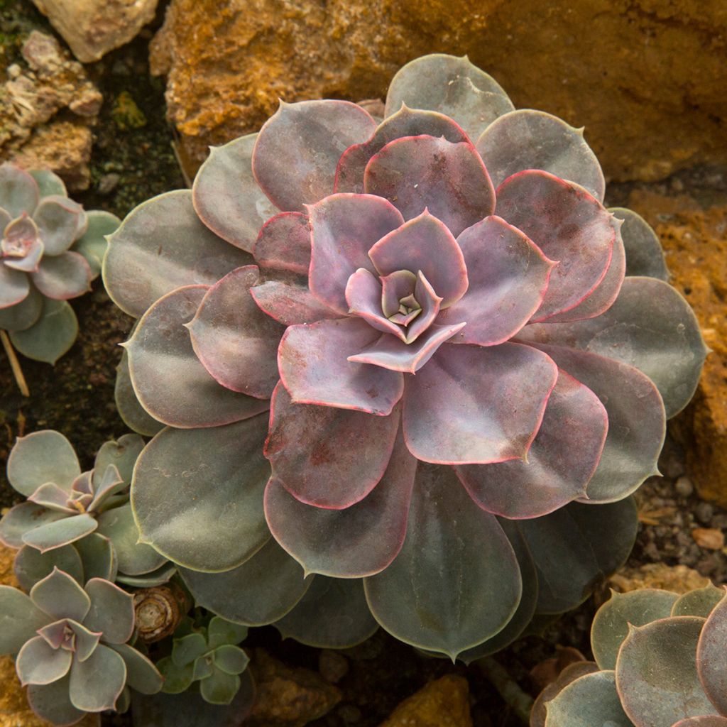 Mehiruusukkee Perle Von Nürnberg