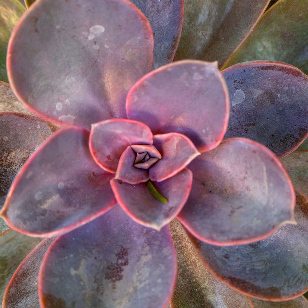 Mehiruusukkee Perle Von Nürnberg